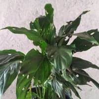 https://imagedelivery.net/Zup8WBbIN5Thd9Z4UDwdTA/94acb69f-ade8-42cb-6c4a-e87bd9986200/thumb