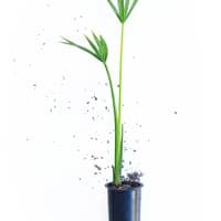 https://imagedelivery.net/Zup8WBbIN5Thd9Z4UDwdTA/986af387-6623-4182-6871-078e80fa5b00/thumb